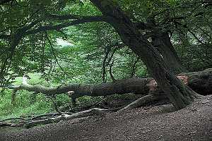 Barmer Wald / Murmelbacktal